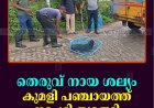 തെരുവ് നായ ശല്യം: കുമളി പഞ്ചായത്ത് നടപടി തുടങ്ങി