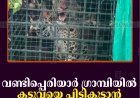 വണ്ടിപ്പെരിയാര്‍ ഗ്രാമ്പിയില്‍ കടുവയെ പിടികൂടാന്‍ സ്ഥാപിച്ച കൂട്ടില്‍ പുലി കുടുങ്ങി