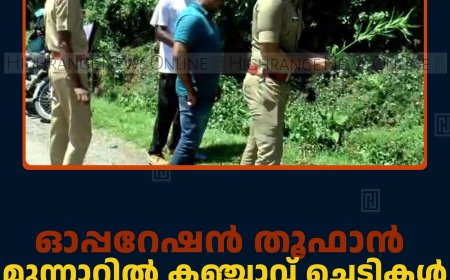 ഓപ്പറേഷന്‍ തൂഫാന്‍: മൂന്നാറില്‍ കഞ്ചാവ് ചെടികള്‍ കണ്ടെത്തി