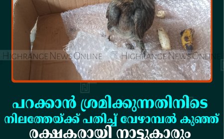 പറക്കാന്‍ ശ്രമിക്കുന്നതിനിടെ നിലത്തേയ്ക്ക് പതിച്ച് വേഴാമ്പല്‍ കുഞ്ഞ്: രക്ഷകരായി നാട്ടുകാരും വനപാലകരും