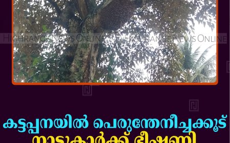 കട്ടപ്പനയില്‍ പെരുന്തേനീച്ചക്കൂട് നാട്ടുകാര്‍ക്ക് ഭീഷണി 