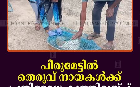 പീരുമേട്ടില്‍ തെരുവ് നായകള്‍ക്ക് പ്രതിരോധ കുത്തിവയ്പ്പ് ആരംഭിച്ചു