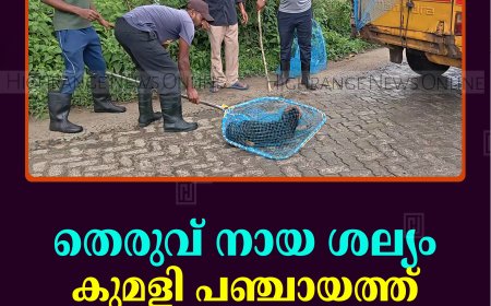 തെരുവ് നായ ശല്യം: കുമളി പഞ്ചായത്ത് നടപടി തുടങ്ങി
