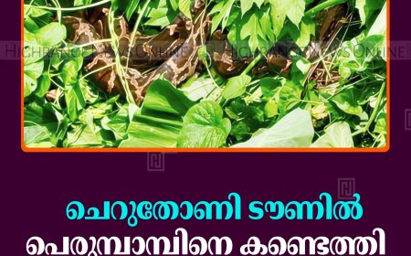 ചെറുതോണി ടൗണില്‍ പെരുമ്പാമ്പിനെ കണ്ടെത്തി     