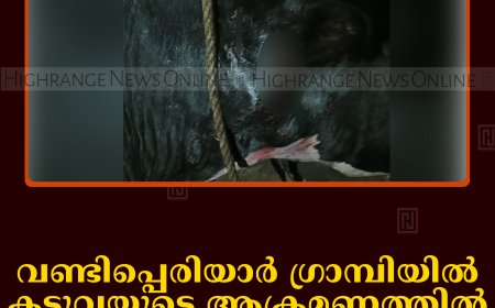 വണ്ടിപ്പെരിയാര്‍ ഗ്രാമ്പിയില്‍ കടുവയുടെ ആക്രമണത്തില്‍ പശുവിന് പരിക്ക് 