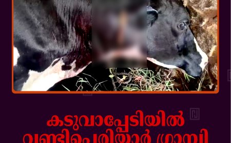 കടുവാപ്പേടിയില്‍ വണ്ടിപ്പെരിയാര്‍ ഗ്രാമ്പി: പശുവിനെ ആക്രമിച്ചു