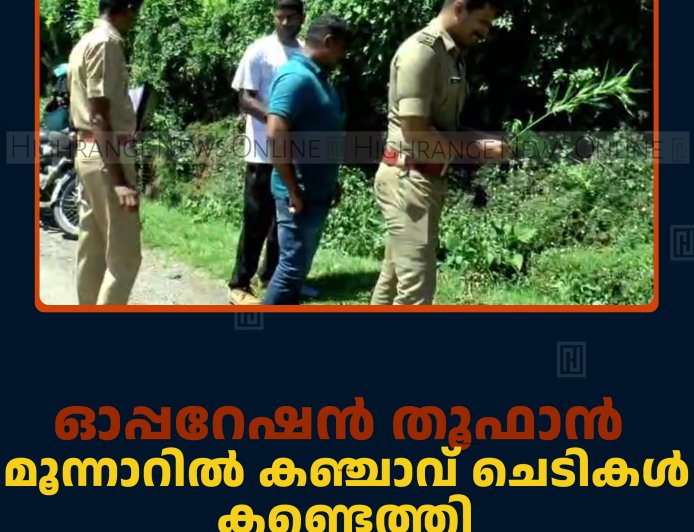 ഓപ്പറേഷന്‍ തൂഫാന്‍: മൂന്നാറില്‍ കഞ്ചാവ് ചെടികള്‍ കണ്ടെത്തി