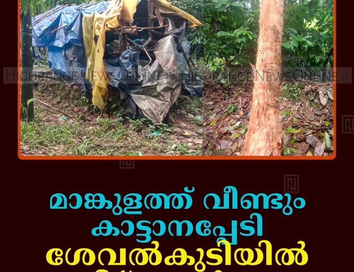 മാങ്കുളത്ത് വീണ്ടും കാട്ടാനപ്പേടി: ശേവല്‍കുടിയില്‍ വീട് തകര്‍ത്തു    