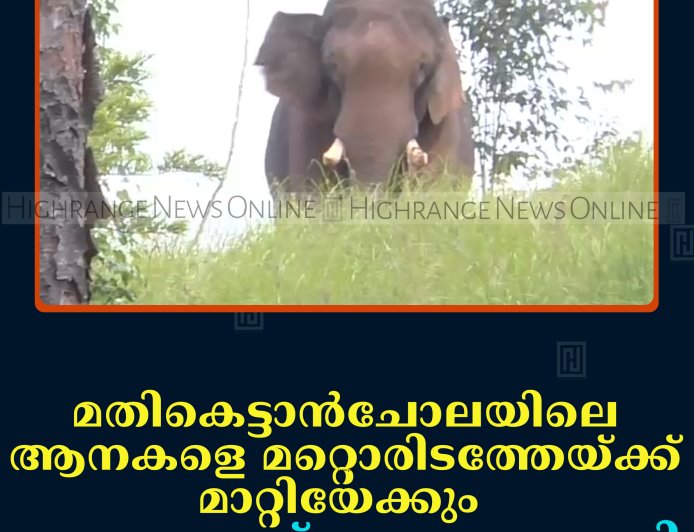 മതികെട്ടാന്‍ചോലയിലെ ആനകളെ മറ്റൊരിടത്തേയ്ക്ക് മാറ്റിയേക്കും: വനംവകുപ്പ് പഠനം തുടങ്ങി