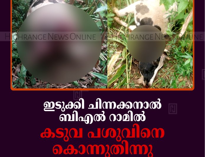 ഇടുക്കി ചിന്നക്കനാല്‍ ബിഎല്‍ റാമില്‍ കടുവ പശുവിനെ കൊന്നുതിന്നു: നാട്ടുകാര്‍ ഭീതിയില്‍