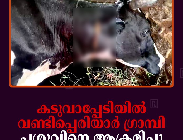 കടുവാപ്പേടിയില്‍ വണ്ടിപ്പെരിയാര്‍ ഗ്രാമ്പി: പശുവിനെ ആക്രമിച്ചു