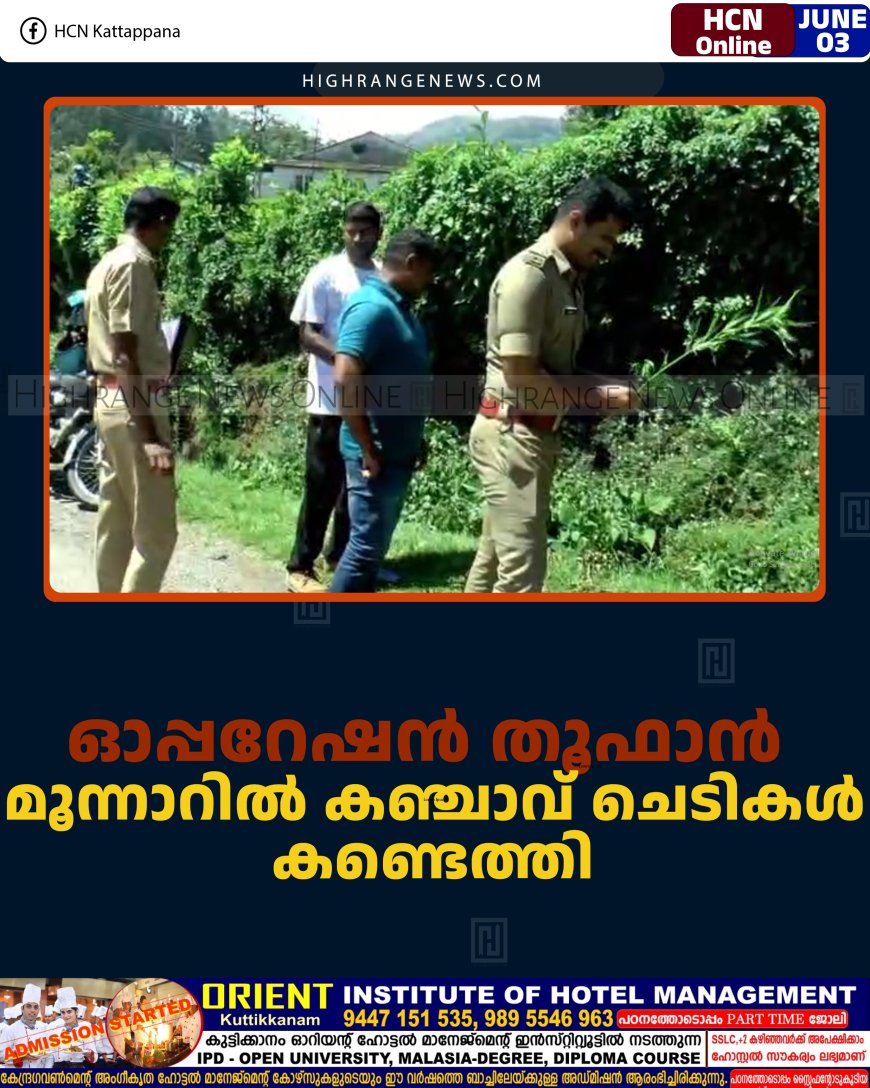 ഓപ്പറേഷന്‍ തൂഫാന്‍: മൂന്നാറില്‍ കഞ്ചാവ് ചെടികള്‍ കണ്ടെത്തി