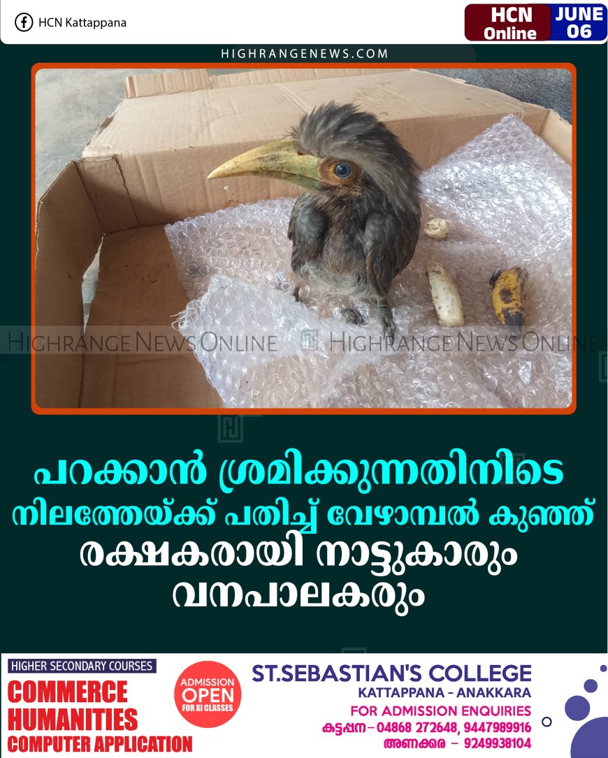 പറക്കാന്‍ ശ്രമിക്കുന്നതിനിടെ നിലത്തേയ്ക്ക് പതിച്ച് വേഴാമ്പല്‍ കുഞ്ഞ്: രക്ഷകരായി നാട്ടുകാരും വനപാലകരും