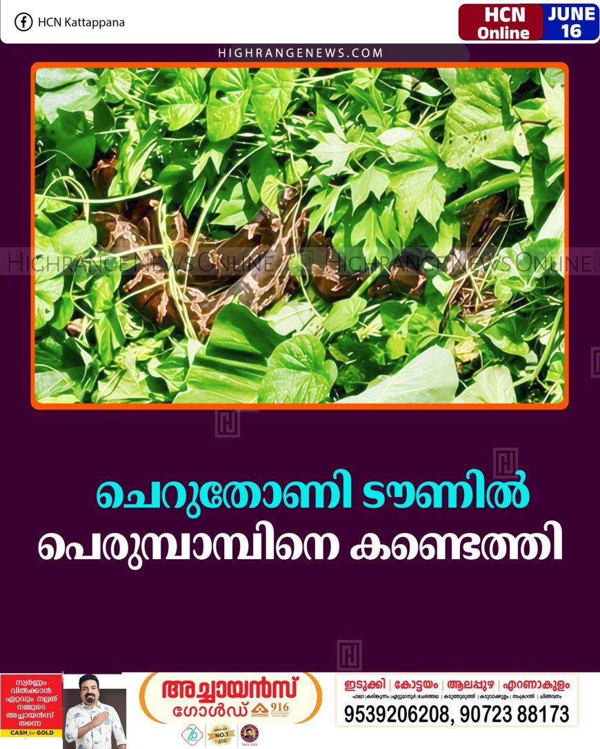 ചെറുതോണി ടൗണില്‍ പെരുമ്പാമ്പിനെ കണ്ടെത്തി     