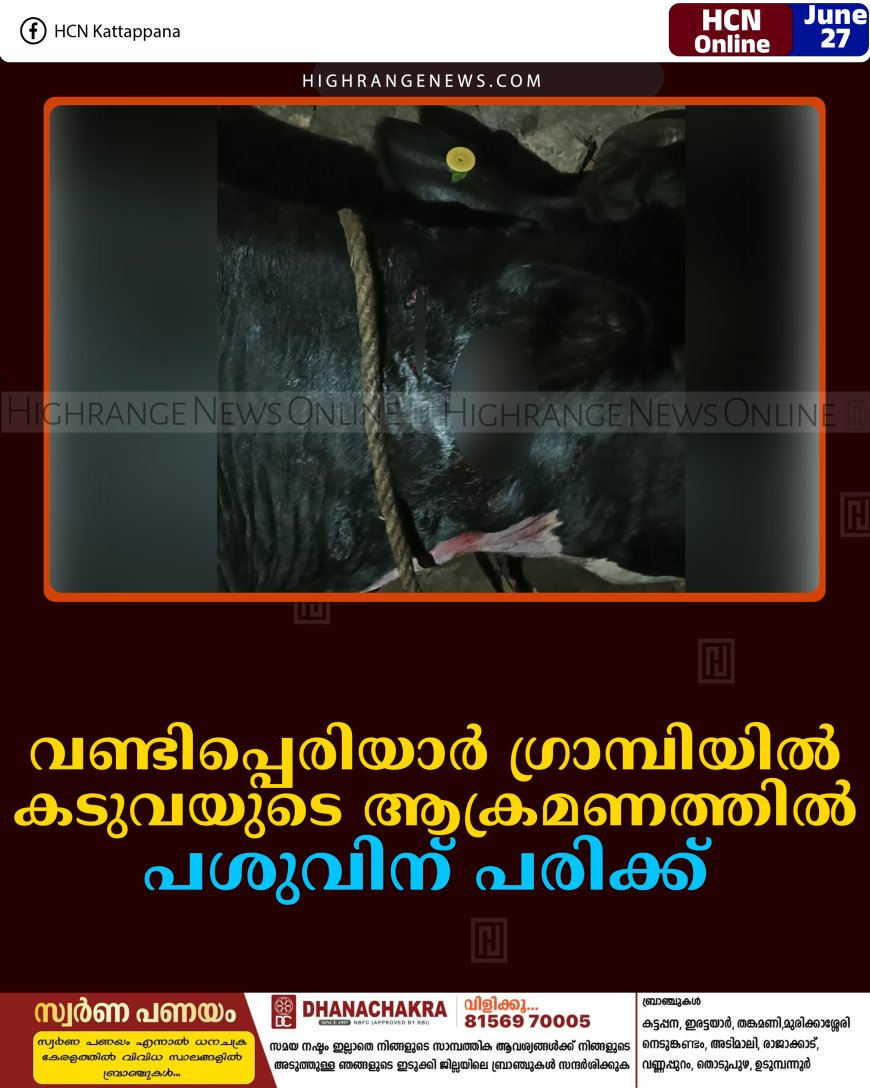 വണ്ടിപ്പെരിയാര്‍ ഗ്രാമ്പിയില്‍ കടുവയുടെ ആക്രമണത്തില്‍ പശുവിന് പരിക്ക് 