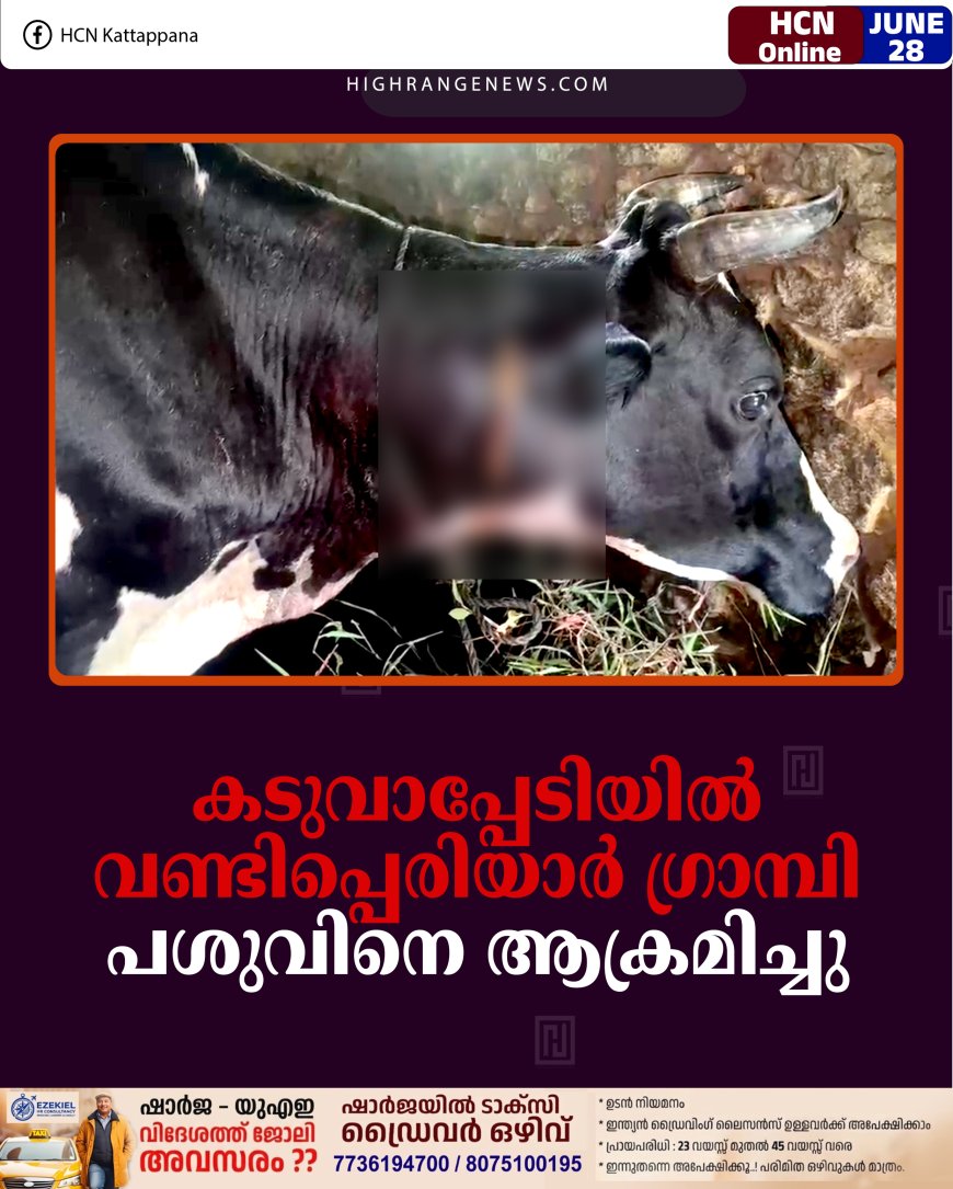 കടുവാപ്പേടിയില്‍ വണ്ടിപ്പെരിയാര്‍ ഗ്രാമ്പി: പശുവിനെ ആക്രമിച്ചു