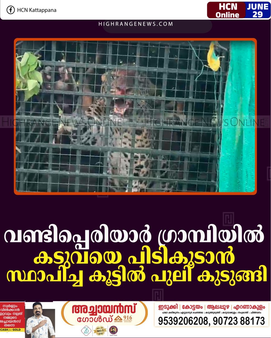 വണ്ടിപ്പെരിയാര്‍ ഗ്രാമ്പിയില്‍ കടുവയെ പിടികൂടാന്‍ സ്ഥാപിച്ച കൂട്ടില്‍ പുലി കുടുങ്ങി