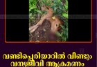 വണ്ടിപ്പെരിയാറില്‍ വീണ്ടും വന്യജീവി ആക്രമണം: പശു ചത്തനിലയില്‍