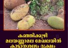 കഞ്ഞിക്കുഴി മലയണ്ണാമല മേഖലയില്‍ കാട്ടാനശല്യം രൂക്ഷം: ചക്ക പിഴുതെറിഞ്ഞ് നാട്ടുകാര്‍ 