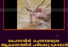 പൈനാവില്‍ ചെന്നായയുടെ ആക്രമണത്തില്‍ പരിക്കേറ്റ കേഴമാന്‍ ചികിത്സ ലഭിക്കാതെ അവശനിലയില്‍  