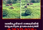 നാട്ടുകാരുടെ ഉറക്കംകെടുത്തി വണ്ടിപ്പെരിയാര്‍ രാജമുടിയില്‍ കാട്ടാനക്കൂട്ടം