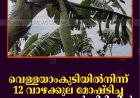 വെള്ളയാംകുടിയില്‍നിന്ന് 12 വാഴക്കുല മോഷ്ടിച്ച മൂന്നു യുവാക്കള്‍ പിടിയില്‍ 