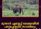 മൂന്നാര്‍ എസ്റ്റേറ്റ് മേഖലയില്‍ പടയപ്പയുടെ സാന്നിധ്യം: തൊഴിലാളികള്‍ ആശങ്കയില്‍