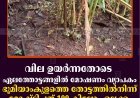 വില ഉയര്‍ന്നതോടെ ഏലത്തോട്ടങ്ങളില്‍ മോഷണം വ്യാപകം: ഭൂമിയാംകുളത്തെ തോട്ടത്തില്‍നിന്ന് മോഷ്ടിച്ചത് 100 കിലോ ഏലക്ക 