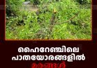 ഹൈറേഞ്ചിലെ പാതയോരങ്ങളില്‍ മരങ്ങള്‍ അപകടാവസ്ഥയില്‍