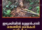 ഇടുക്കിയില്‍ മുള്ളന്‍പന്നി തെങ്ങിന്‍ തൈകള്‍ നശിപ്പിച്ചു  