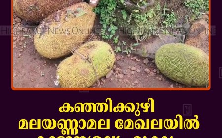കഞ്ഞിക്കുഴി മലയണ്ണാമല മേഖലയില്‍ കാട്ടാനശല്യം രൂക്ഷം: ചക്ക പിഴുതെറിഞ്ഞ് നാട്ടുകാര്‍ 