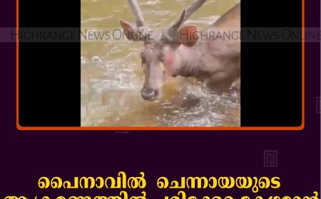 പൈനാവില്‍ ചെന്നായയുടെ ആക്രമണത്തില്‍ പരിക്കേറ്റ കേഴമാന്‍ ചികിത്സ ലഭിക്കാതെ അവശനിലയില്‍  