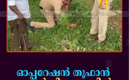 ഓപ്പറേഷന്‍ തൂഫാന്‍: വാളാര്‍ഡി എസ്റ്റേറ്റില്‍ കഞ്ചാവ് ചെടി കണ്ടെത്തി 