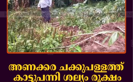അണക്കര ചക്കുപള്ളത്ത് കാട്ടുപന്നി ശല്യം രൂക്ഷം: കപ്പക്കൃഷി വ്യാപകമായി നശിപ്പിച്ചു