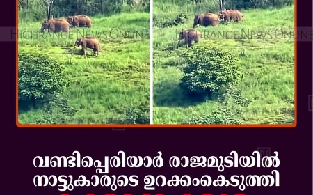 നാട്ടുകാരുടെ ഉറക്കംകെടുത്തി വണ്ടിപ്പെരിയാര്‍ രാജമുടിയില്‍ കാട്ടാനക്കൂട്ടം