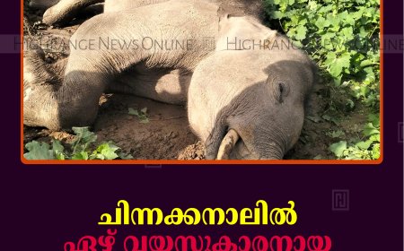    ചിന്നക്കനാലില്‍ ഏഴ് വയസുകാരനായ കുട്ടിക്കൊമ്പന്‍ ചരിഞ്ഞു
