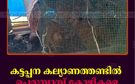 കട്ടപ്പന കല്യാണത്തണ്ടില്‍ പെരുമ്പാമ്പ് കോഴികളെ അകത്താക്കി