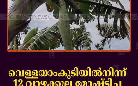 വെള്ളയാംകുടിയില്‍നിന്ന് 12 വാഴക്കുല മോഷ്ടിച്ച മൂന്നു യുവാക്കള്‍ പിടിയില്‍ 