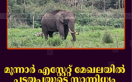 മൂന്നാര്‍ എസ്റ്റേറ്റ് മേഖലയില്‍ പടയപ്പയുടെ സാന്നിധ്യം: തൊഴിലാളികള്‍ ആശങ്കയില്‍
