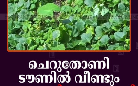 ചെറുതോണി ടൗണില്‍ വീണ്ടും പെരുമ്പാമ്പിനെ കണ്ടെത്തി