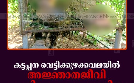 കട്ടപ്പന വെട്ടിക്കുഴക്കവലയില്‍ അജ്ഞാതജീവി കോഴികളെ കൊന്നുതിന്നു