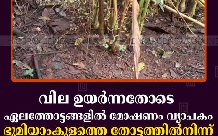 വില ഉയര്‍ന്നതോടെ ഏലത്തോട്ടങ്ങളില്‍ മോഷണം വ്യാപകം: ഭൂമിയാംകുളത്തെ തോട്ടത്തില്‍നിന്ന് മോഷ്ടിച്ചത് 100 കിലോ ഏലക്ക 