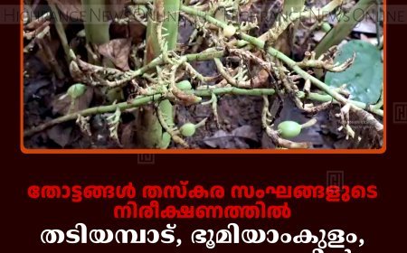 തോട്ടങ്ങള്‍ തസ്‌കരസംഘങ്ങളുടെ നിരീക്ഷണത്തില്‍: തടിയമ്പാട്, ഭൂമിയാംകുളം, മഞ്ഞപ്പാറ മേഖലകളില്‍ പച്ചഏലക്ക മോഷണം വ്യാപകം