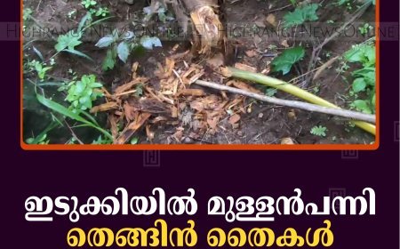 ഇടുക്കിയില്‍ മുള്ളന്‍പന്നി തെങ്ങിന്‍ തൈകള്‍ നശിപ്പിച്ചു  