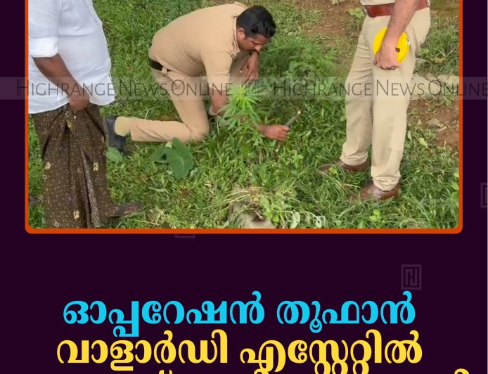 ഓപ്പറേഷന്‍ തൂഫാന്‍: വാളാര്‍ഡി എസ്റ്റേറ്റില്‍ കഞ്ചാവ് ചെടി കണ്ടെത്തി 