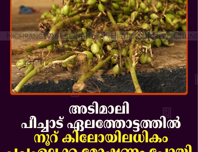 അടിമാലി പീച്ചാട് ഏലത്തോട്ടത്തില്‍ നൂറ് കിലോയിലധികം പച്ചഏലക്ക മോഷണം പോയി