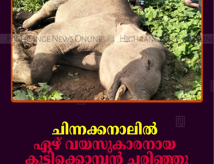    ചിന്നക്കനാലില്‍ ഏഴ് വയസുകാരനായ കുട്ടിക്കൊമ്പന്‍ ചരിഞ്ഞു