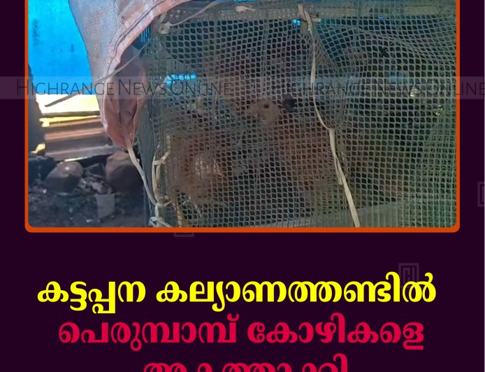 കട്ടപ്പന കല്യാണത്തണ്ടില്‍ പെരുമ്പാമ്പ് കോഴികളെ അകത്താക്കി