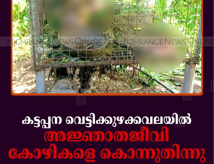 കട്ടപ്പന വെട്ടിക്കുഴക്കവലയില്‍ അജ്ഞാതജീവി കോഴികളെ കൊന്നുതിന്നു