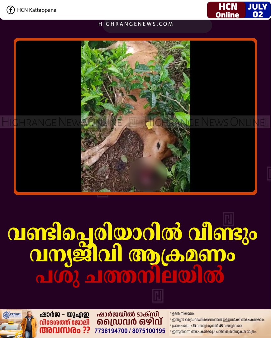 വണ്ടിപ്പെരിയാറില്‍ വീണ്ടും വന്യജീവി ആക്രമണം: പശു ചത്തനിലയില്‍